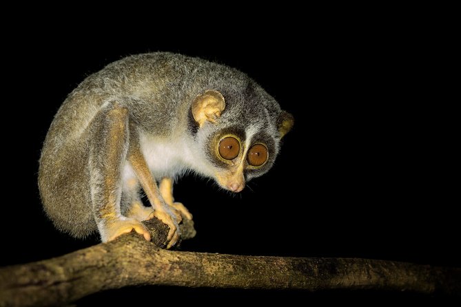 Night Hike to see Elusive & Rare Loris in Sigiriya - Meeting at Rocko’s Vegetarian Cafe in Pidurangala