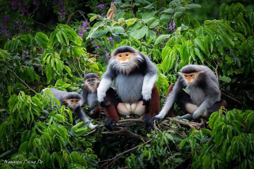 Ninh Binh: Cuc Phuong Jungle Hike & Wildlife Day Trip - The primate rescue center sets the tone