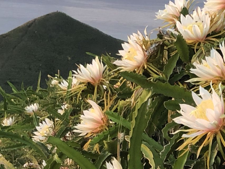 Oahu: Manoa Falls Hike and east side beach day - Kailua Beach: the relaxed half of the day