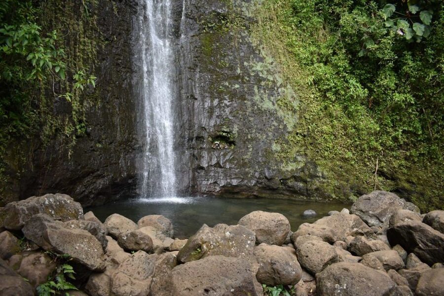 Oahu: Manoa Falls Waterfall Hike with Lunch and Transfers - My take: book it for the full half-day combination