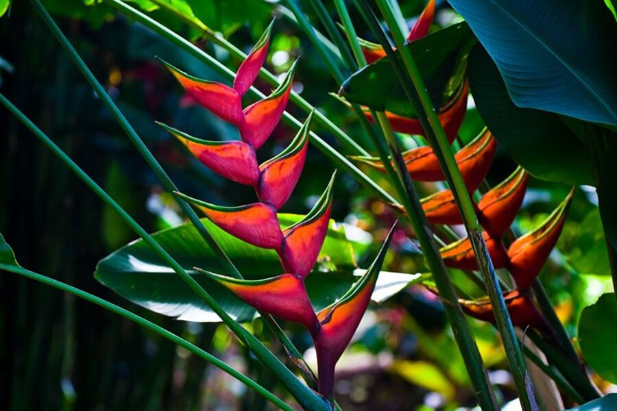 Oahu: Manoa Falls Waterfall Hike with Lunch and Transfers - Is $119 a fair price?