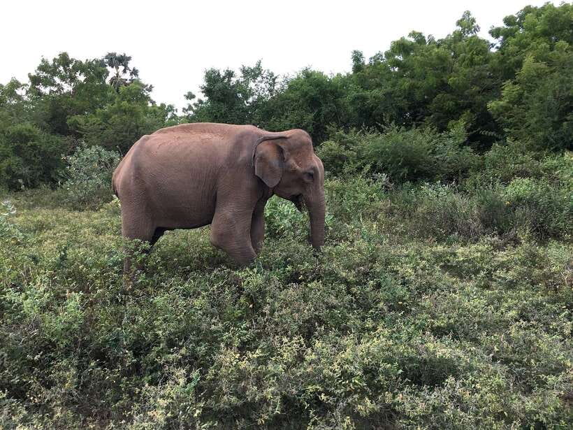 Overnight Treehouse Safari at Yala National Park - Dawn on foot and breakfast by the lake