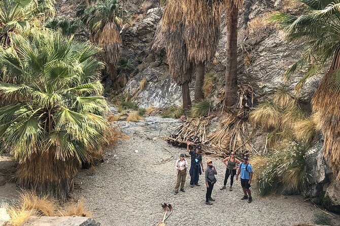 Palm Springs Hike to an Oasis and Amazing Desert Views - The palm oasis in the canyon