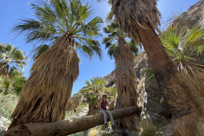 Palm Springs Hike to an Oasis and Amazing Desert Views - Who should book this hike?