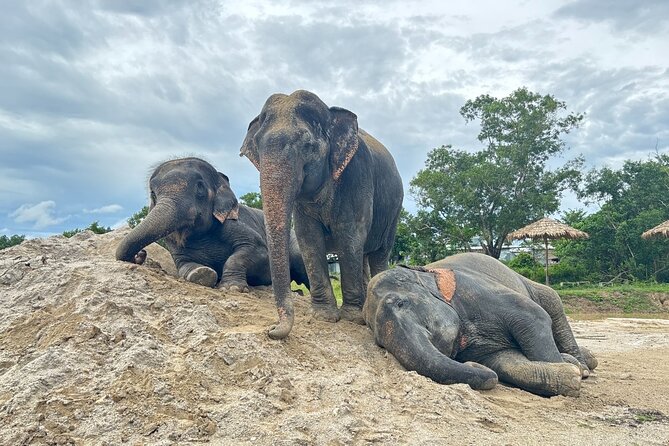 Phuket: Elephant Nature Walk - Guided Tour with Transport - Key points at a glance