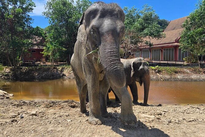 Phuket: Elephant Nature Walk - Guided Tour with Transport - Feeding time: fruit, trunks, and individual stories