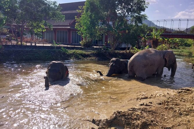 Phuket: Elephant Nature Walk - Guided Tour with Transport - The river is for watching, not bathing with them