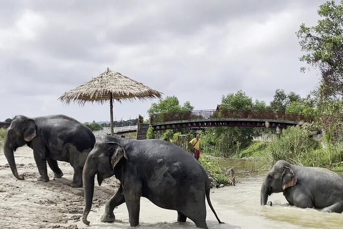 Phuket: Elephant Nature Walk - Guided Tour with Transport - What the guides add to the visit