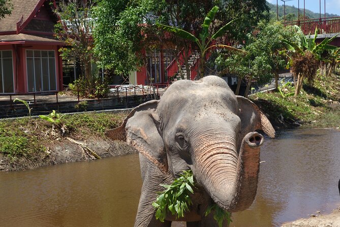 Phuket: Elephant Nature Walk - Guided Tour with Transport - Walking to the mud spa