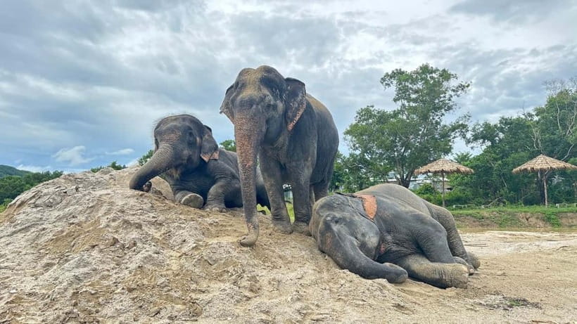 Phuket: Freedom Elephant Reserve - Ethereal Nature Walk - Meeting elephants on their own terms