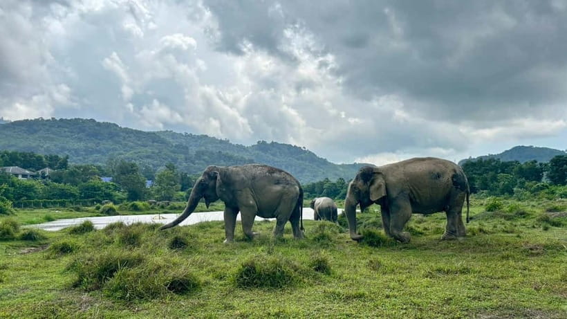 Phuket: Freedom Elephant Reserve - Ethereal Nature Walk - The mud spa is the main show