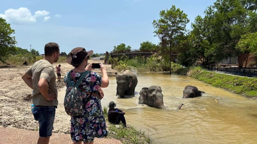 Phuket: Freedom Elephant Reserve - Ethereal Nature Walk - Watching elephants disappear underwater