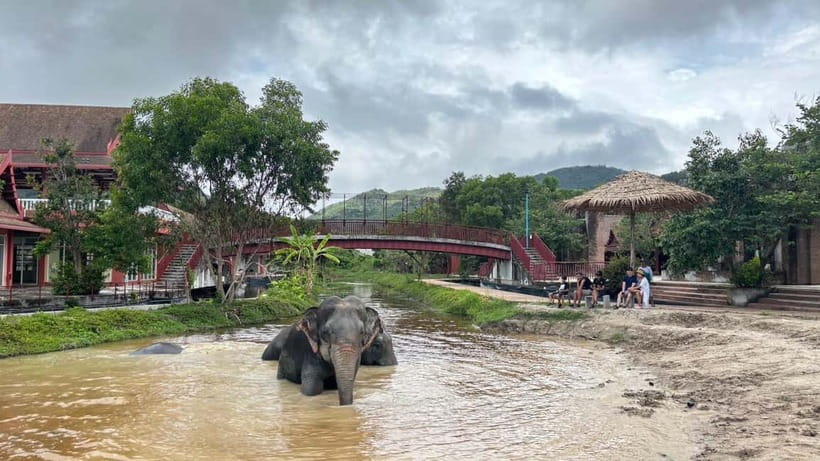 Phuket: Freedom Elephant Reserve - Ethereal Nature Walk - Feeding comes after the activity