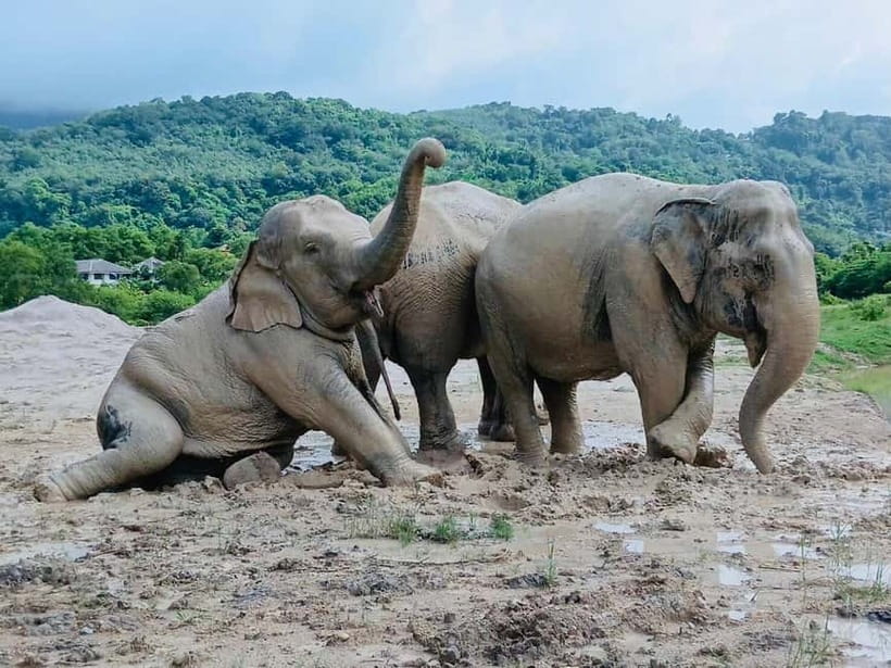 Phuket: Freedom Elephant Reserve - Ethereal Nature Walk - Who will enjoy this reserve most