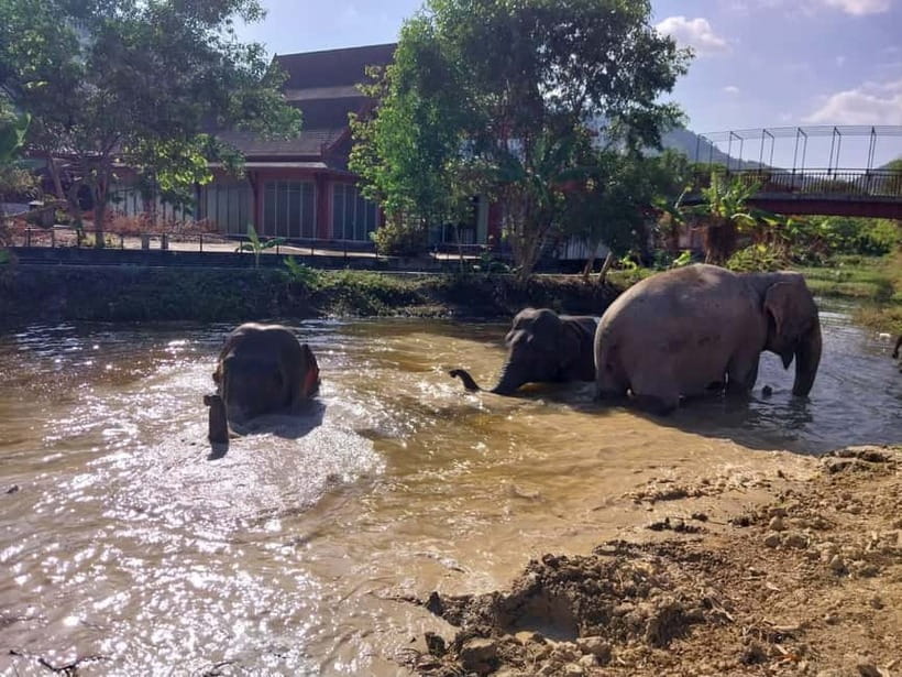 Phuket: Freedom Elephant Reserve - Ethereal Nature Walk - Why elephants enjoy the sand pile