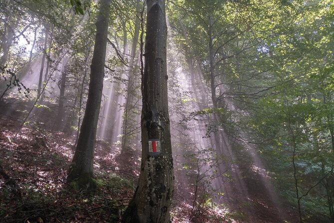 Piatra Craiului National Park Private Hiking Tour from Brasov - Adding Bran Castle on the return