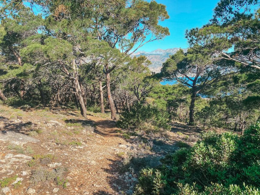 Pigadia: Agia Kyriaki Guided Hike with Coffee/Tea and Raki - Coffee, tea, shade, and a small glass of raki
