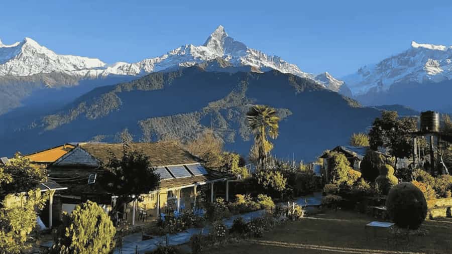 Pokhara: Guided Day Hike From Dampus To Australian Base Camp - A forest trail with terraced fields and rhododendrons