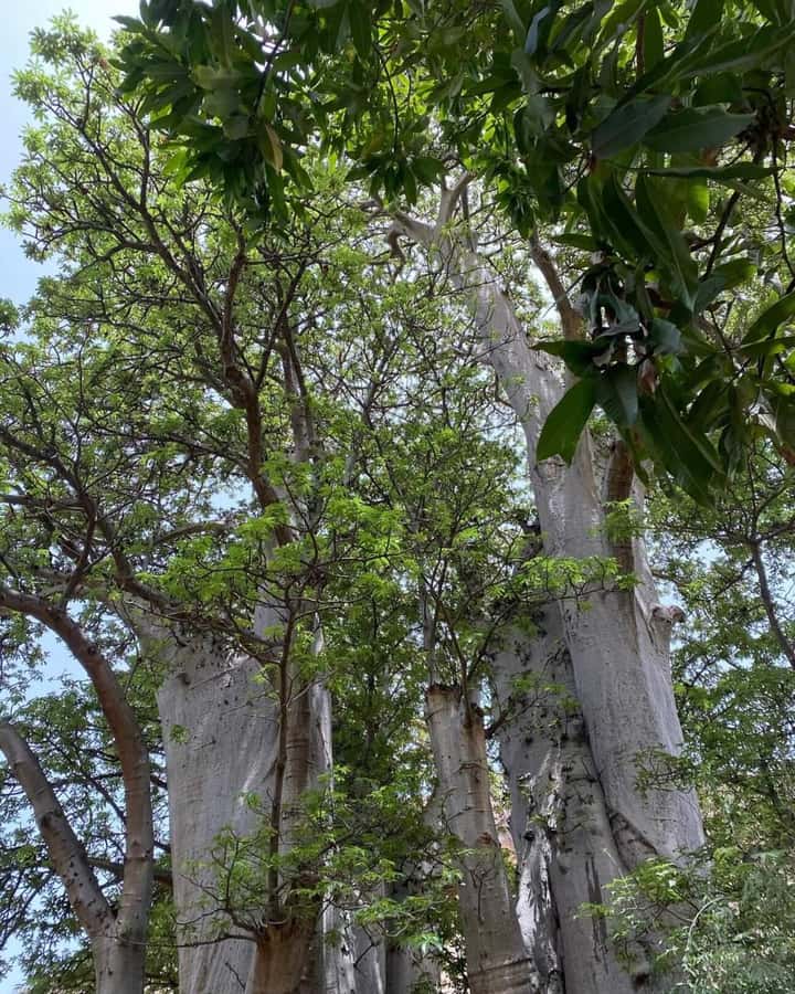Praia: Baobab Mysterious Tree, Green Valley & Old City Hike - Key points at a glance