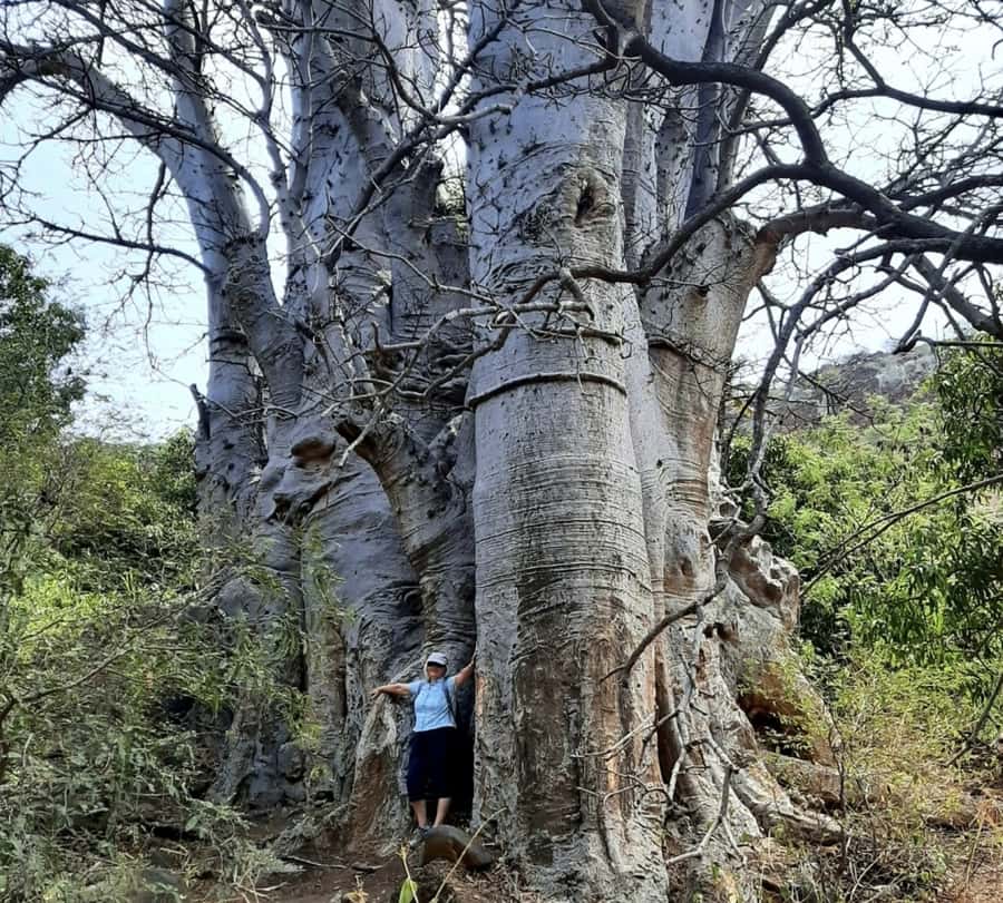 Praia: Baobab Mysterious Tree, Green Valley & Old City Hike - Why this Santiago walk works so well