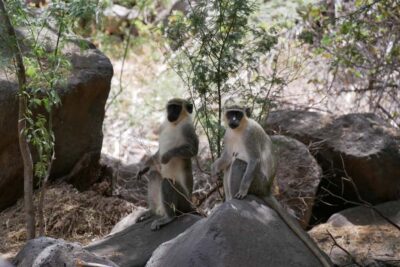 Praia: Baobab Mysterious Tree, Green Valley & Old City Hike