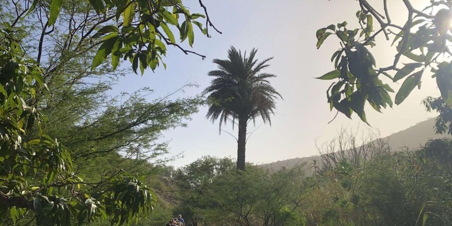 Praia: Baobab Mysterious Tree, Green Valley & Old City Hike - Watching for Santiago’s symbolic bird