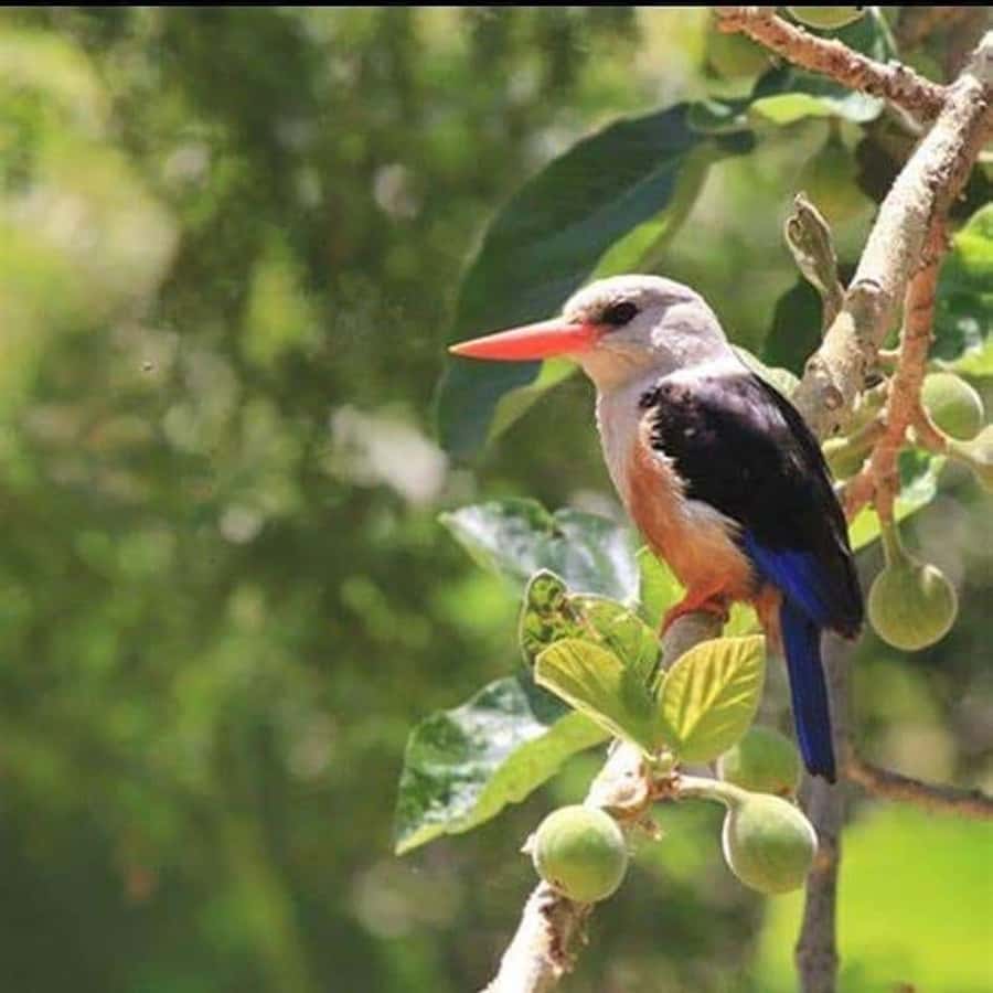 Praia: Baobab Mysterious Tree, Green Valley & Old City Hike - What the guides add