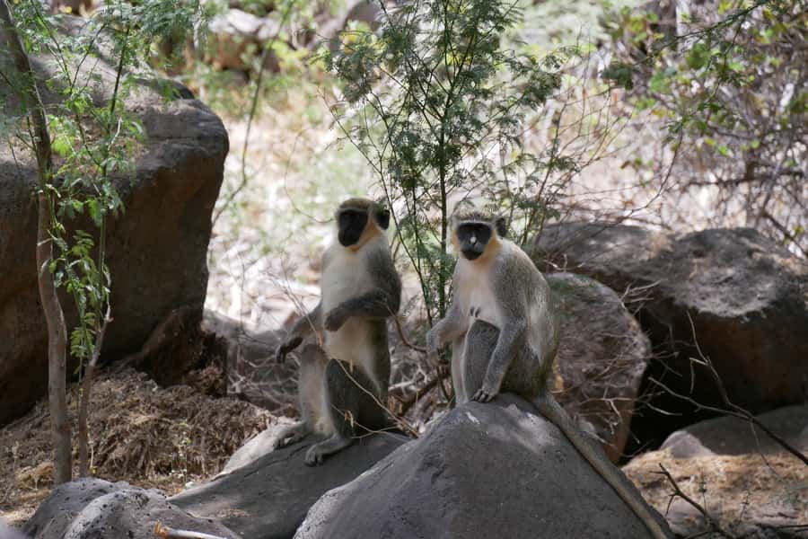 Praia: Baobab Mysterious Tree, Green Valley & Old City Hike - From Praia to the valley trailhead