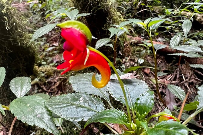 Private Day Tour Kilimanjaro Hike - What the $264 price really covers