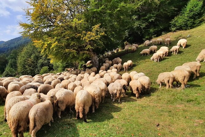 Private Full-Day Hiking Tour in Piatra Craiului National Park - Who should book this hike?