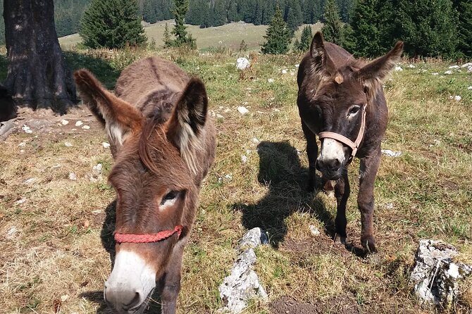 Private Full-Day Hiking Tour in Piatra Craiului National Park - What your private guide adds