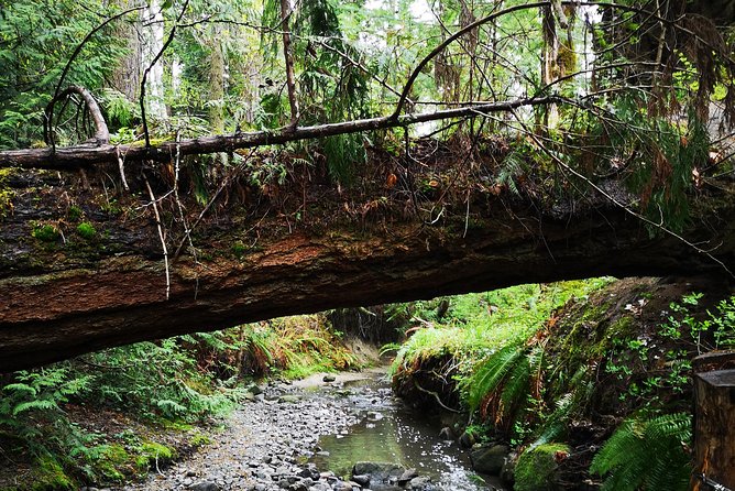Private Guided Rainforest Hike in Victoria - Key points at a glance