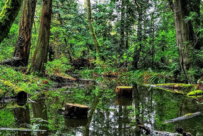 Private Guided Rainforest Hike in Victoria - Why this private Victoria hike works so well