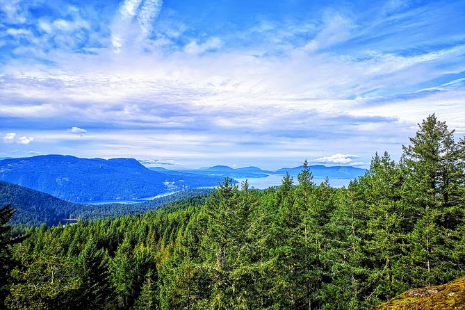 Private Guided Rainforest Hike in Victoria - A guide who treats the outing as your own