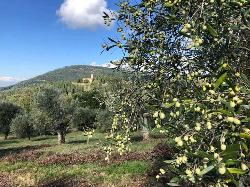 Private Hiking Florence Tour with Wine and Lunch or semi-pri - Key points to know before booking