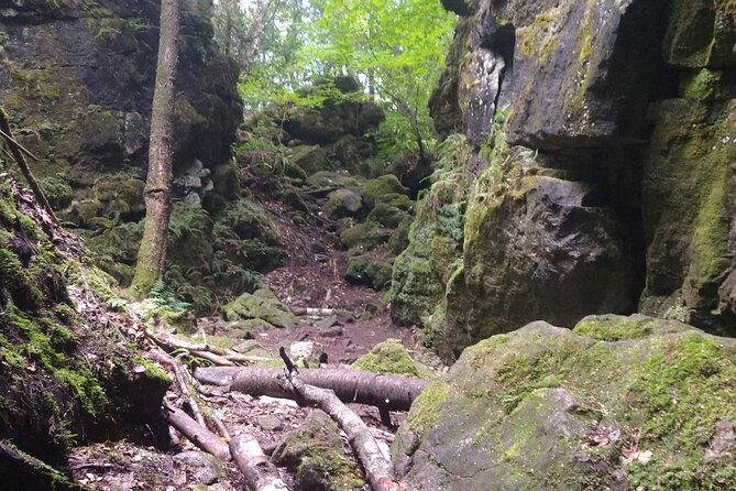 Private Singhampton Caves Hiking Tour, Collingwood/Blue Mountain - A forest route with a clear purpose