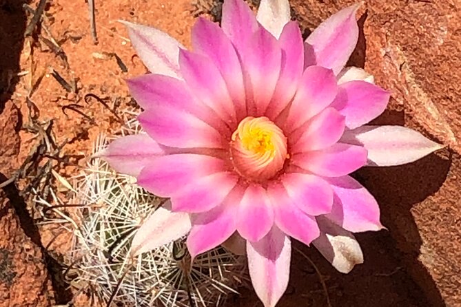 Private Valley of Fire Hiking and Sightseeing Adventure - What you can see beyond the famous rock formations
