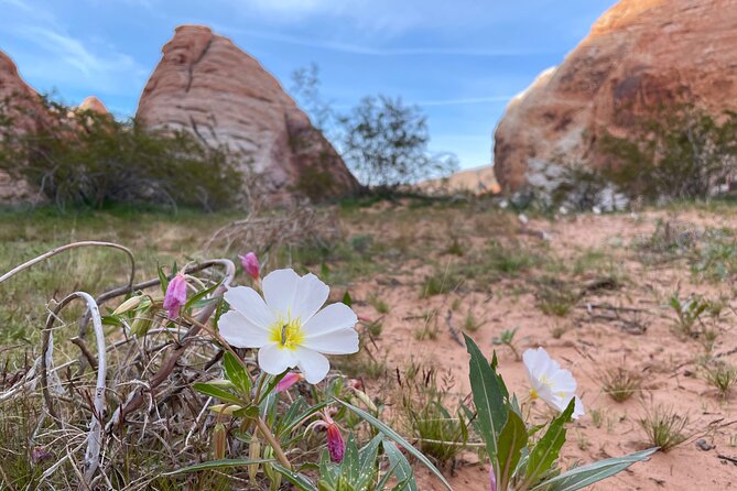 Private Valley of Fire Hiking and Sightseeing Adventure - Adam Bautz brings flexibility, humor, and trail judgment
