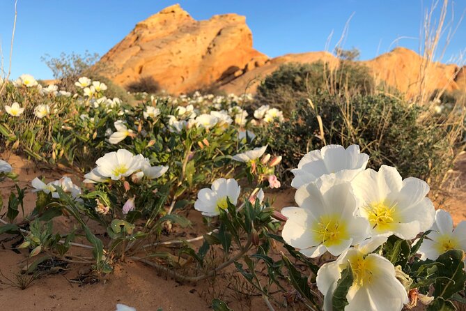 Private Valley of Fire Hiking and Sightseeing Adventure - Four hours among sandstone, canyons, and petroglyphs