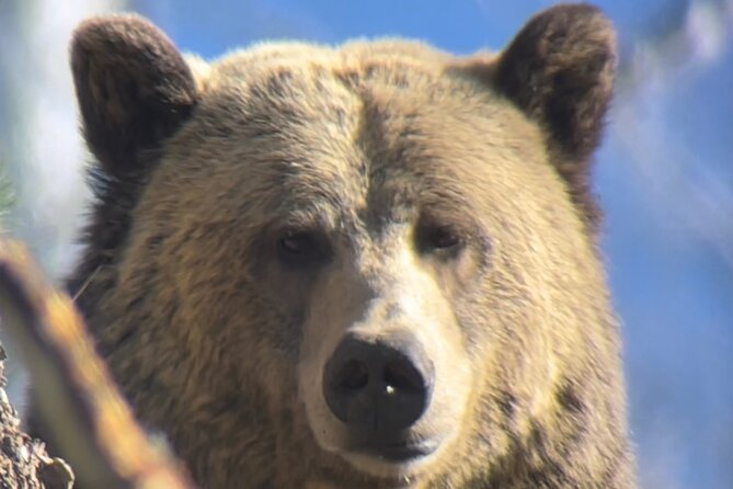 Private Yellowstone Tour: ICONIC Sites, Wildlife, Family Friendly Hikes + lunch - Yellowstone Lake and the included picnic