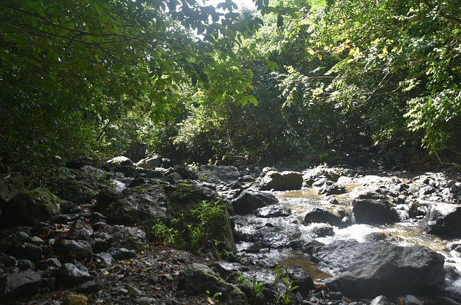 Puerto Rico Waterfall Hiking Tour: Discover Hidden Gems 2.0 - The waterfall and natural pools