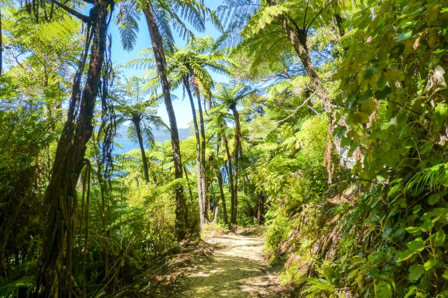 Queen Charlotte Track: Cruise & Self-Guided Hike from Picton - Boat schedules and the long return to Picton