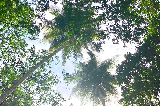 Rainforest Hike and Waterfall Safari - Should you book the Rainforest Hike and Waterfall Safari?