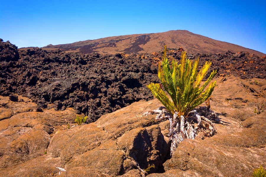 Réunion: Piton de la Fournaise Guided Volcano Hike - Booking details that affect your choice
