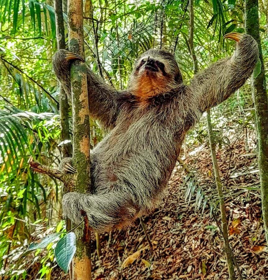 Rio: Tijuca Forest Small Group Hike to Caves and Waterfalls - Key points before you book