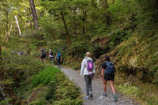 Routeburn Track Guided Hike (Full Day) - Into the beech forest