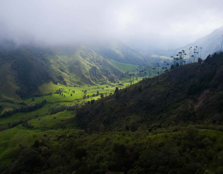 Salento/Pereira: Cocora Valley & Salento Hiking Private Tour - Is $108 per person good value?