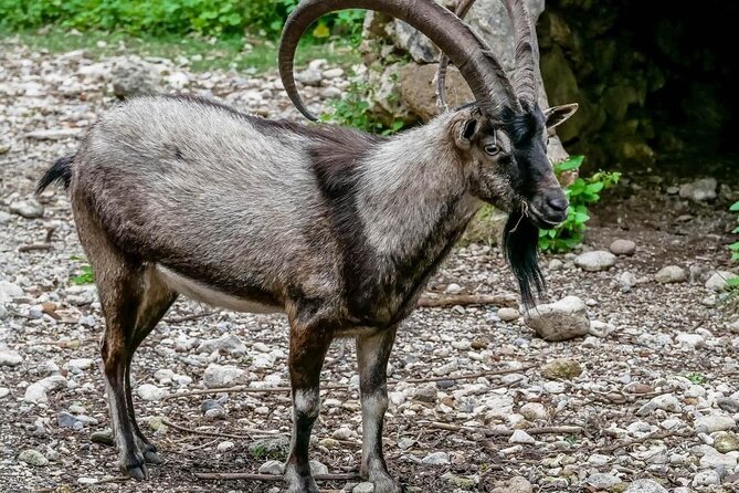 Samaria Gorge Hiking from Chania with Professional Hiking Guide - Omalos Plateau and the mountain start