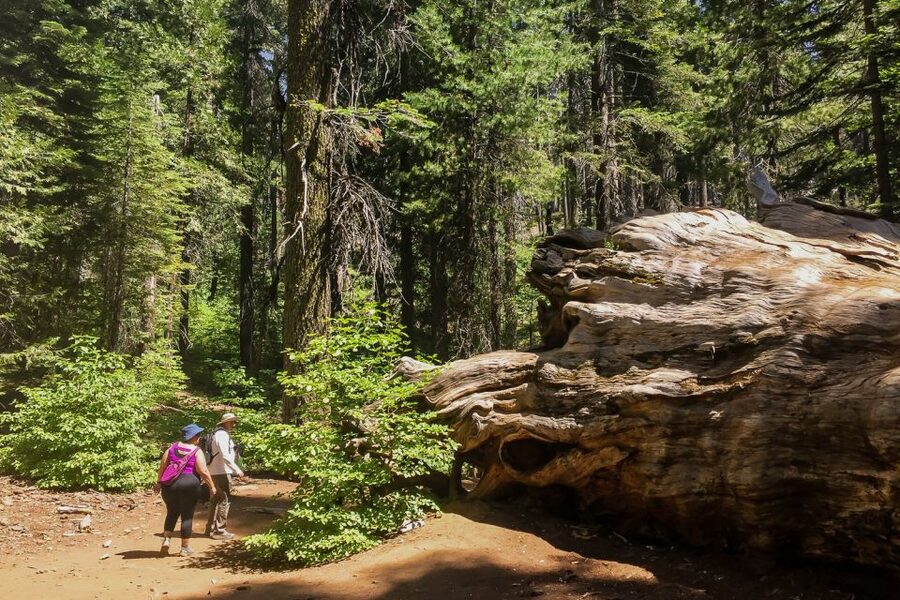 San Francisco: Day Trip to Yosemite with Giant Sequoias Hike - Tuolumne Grove and the price of giant trees