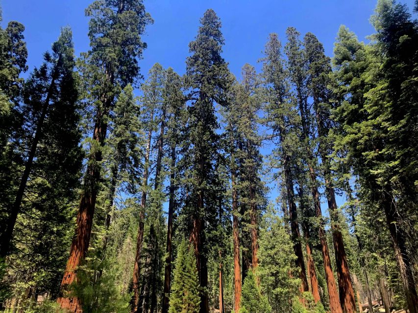 San Francisco: Day Trip to Yosemite with Giant Sequoias Hike - El Capitan, Half Dome, and Bridalveil Fall